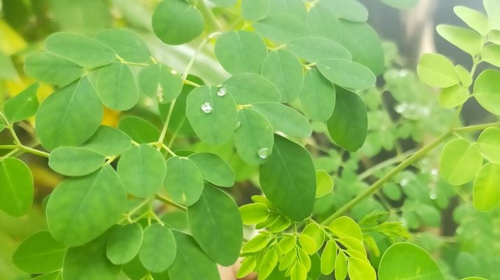 Daun Katel: Harta Karun Kuliner Majalengka yang Bikin Ketagihan!