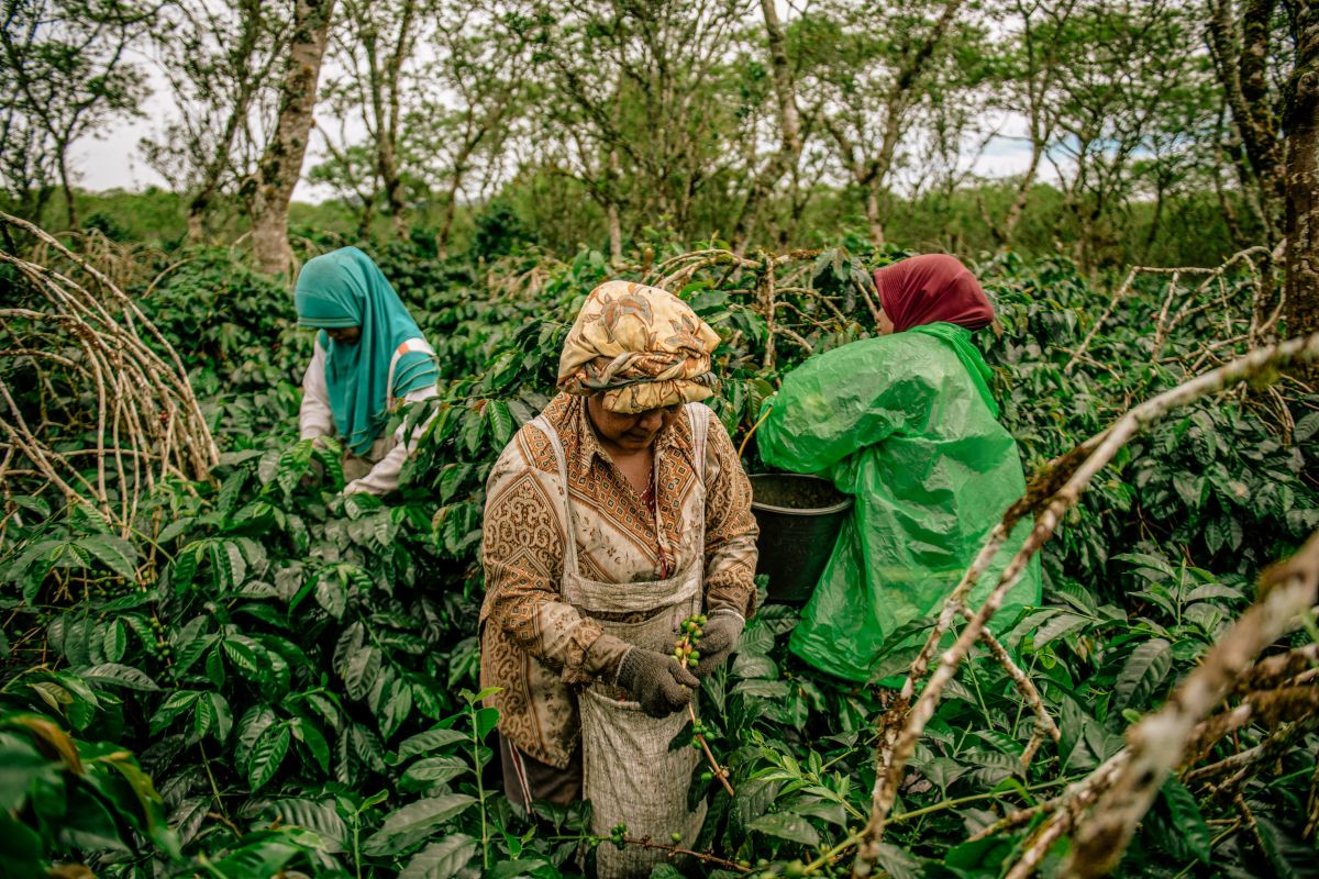 Peneliti USK: Banjir dan longsor tekan produksi kopi Gayo
