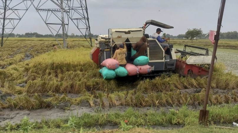 Bulog Cabang Kediri Siap Beli Gabah Kering Panen (GKP) Milik Petani sebesar Rp. 6.500,- per kilogram. ( Doc. Perum Bulog Cabang Kediri)