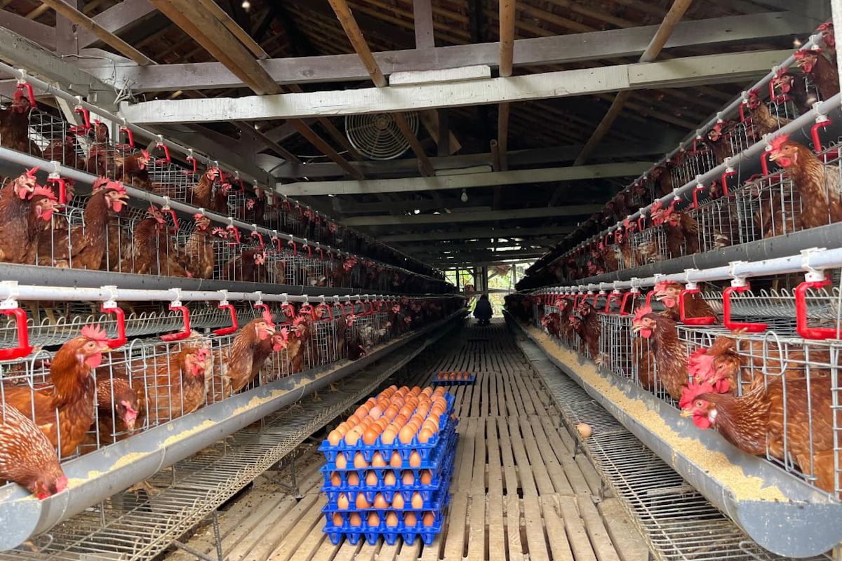 Kementan gandeng asosiasi-pelaku usaha stabilkan harga telur ayam
