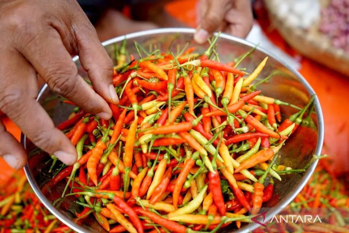 PIHPS: Harga cabai rawit Rp67.650/kg, telur ayam Rp31.000/kg