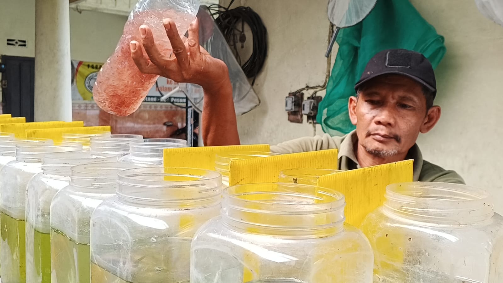 Santoso ketua Pokdakan Mina Maju Mandiri saat di kolam pembenihan ikan cupang