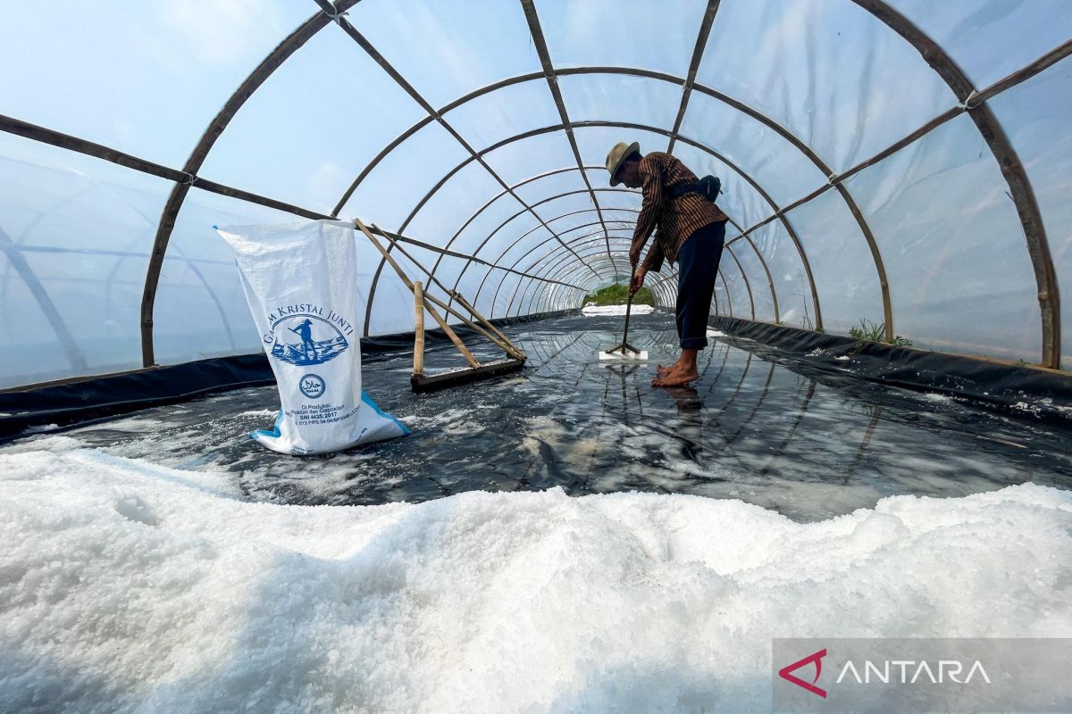 Memanen kristal di pesisir Indramayu
