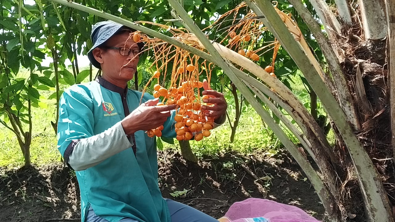 Achmad Sabiqi, Petani kurma di Kediri