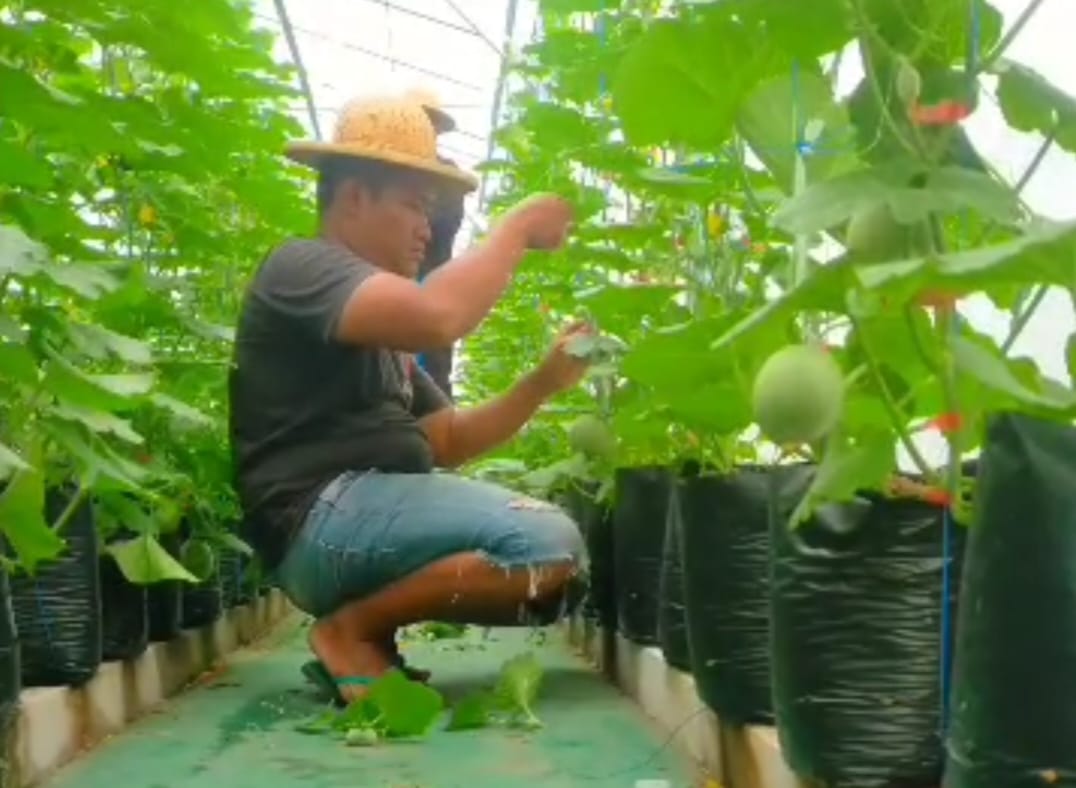 greenhouse di Kawasan Agrowisata Sumber Celeng (ASC) Bulurejo