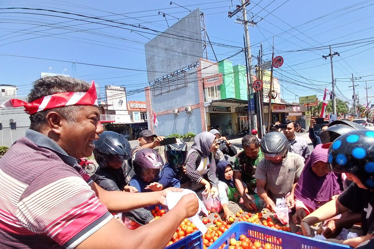 Harga tomat anjlok di Jember