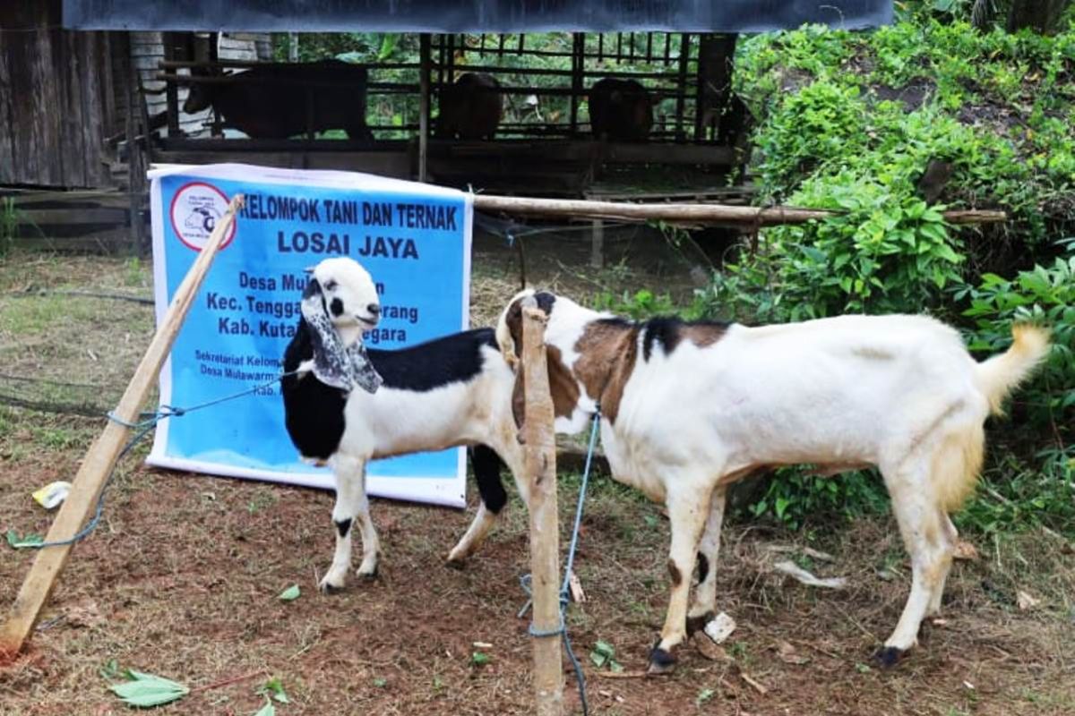 Kambind Desa Mulawarman