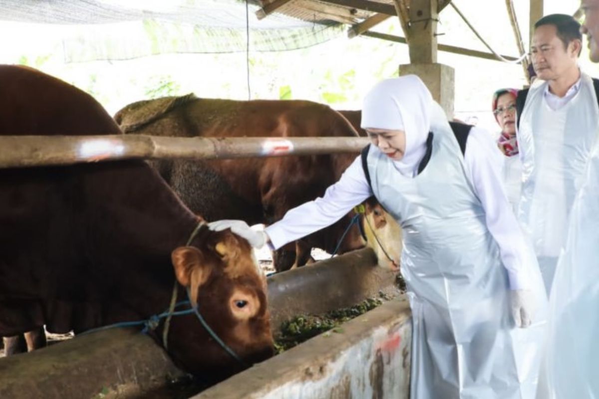 Gubernur Khofifah sebut Idul Adha dongkrak ekonomi peternak Jatim