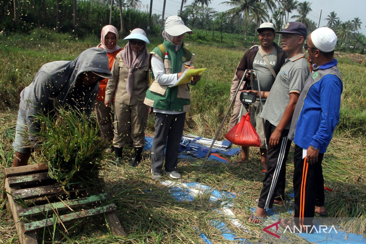 Kemarin, stok beras aman hadapi El Nino hingga insentif bagi penulis