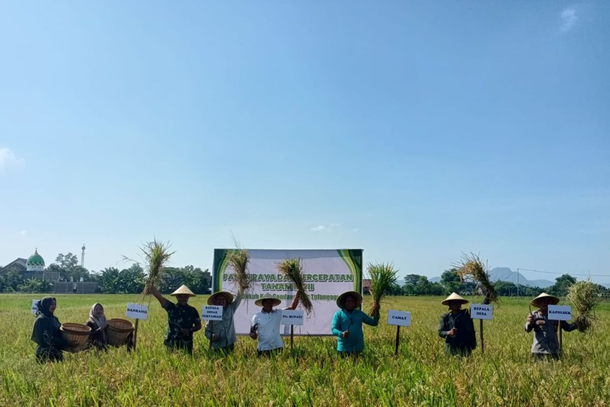 Tulungagung perkuat posisi sebagai lumbung pangan daerah