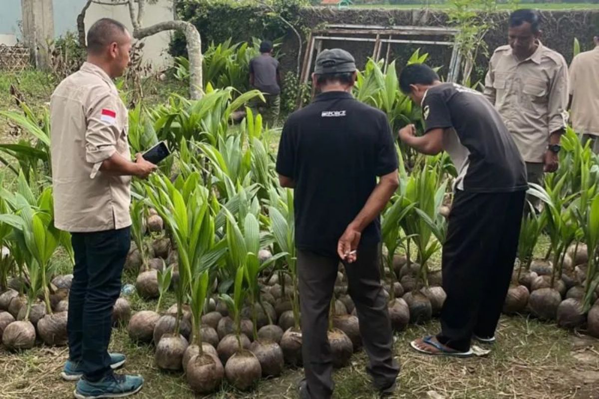 Pemerintah siap bagikan varietas unggul dorong hilirisasi perkebunan