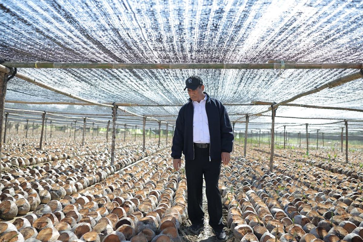 Pemerintah siapkan 280 juta bibit kakao-kelapa Kepada perkebunan
