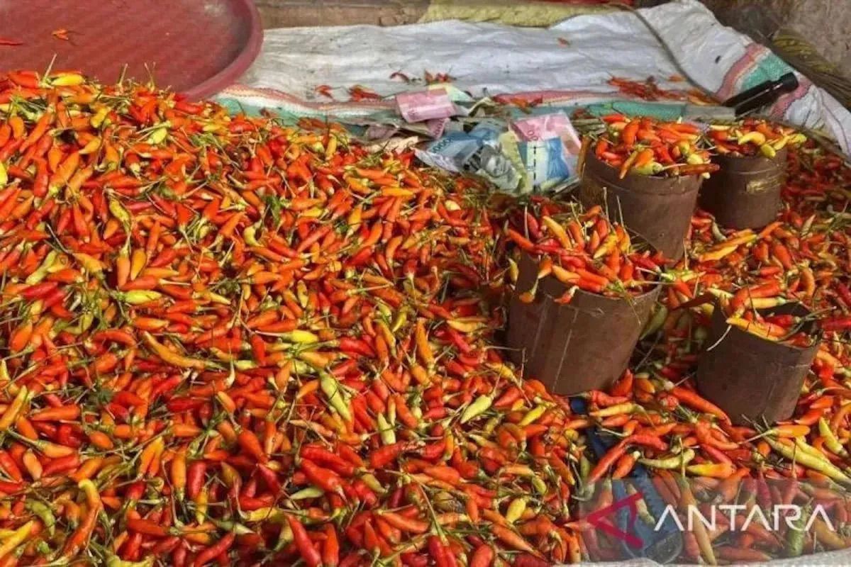 PIHPS: Harga cabai rawit Rp100.000 per kg, telur ayam Rp29.700 per kg