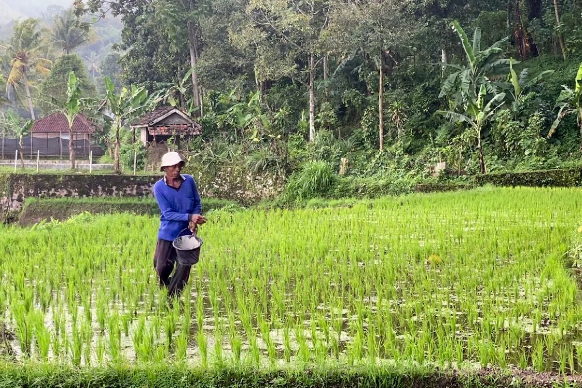 Mentan: Pupuk subsidi terjaga membuat produksi beras RI terus naik