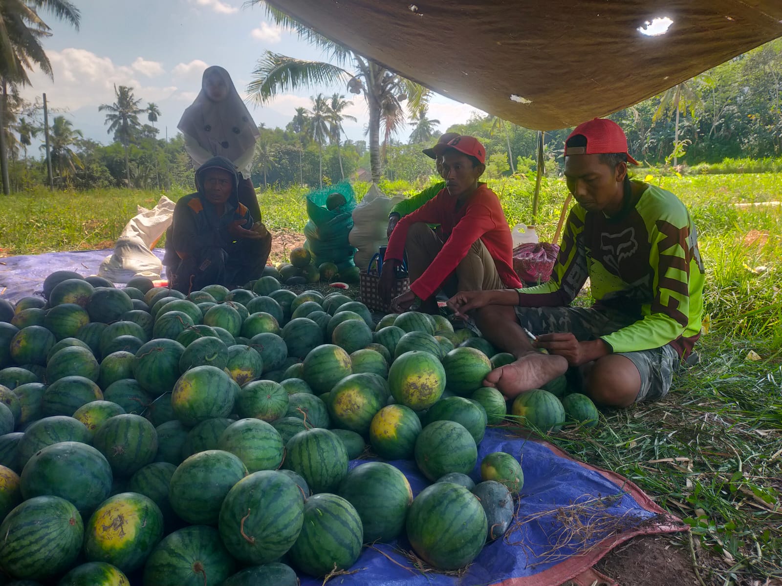 Panen Semangka Dan Melon Di lahan Semangka Balap Haryanto. Selasa 7/7/2026