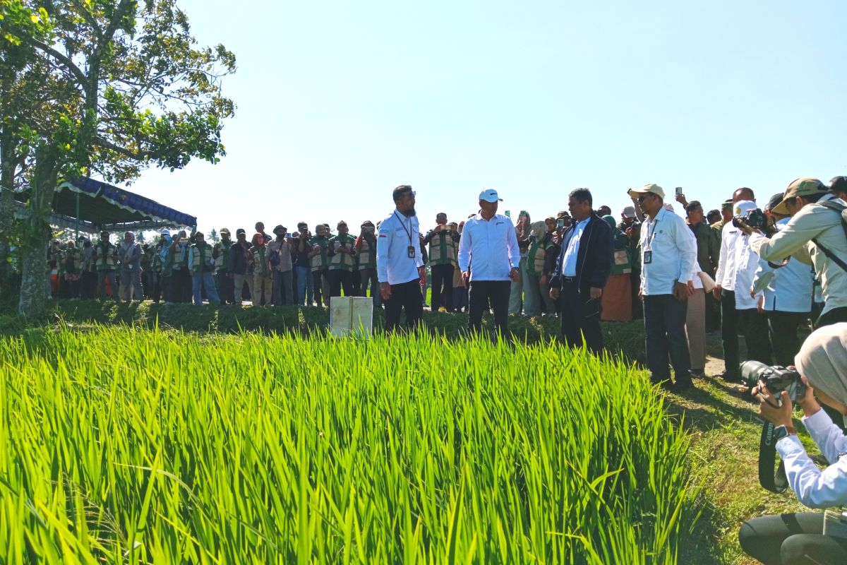 Mentan ajak petani Lombok terapkan sistem pola tanam modern PMAAS