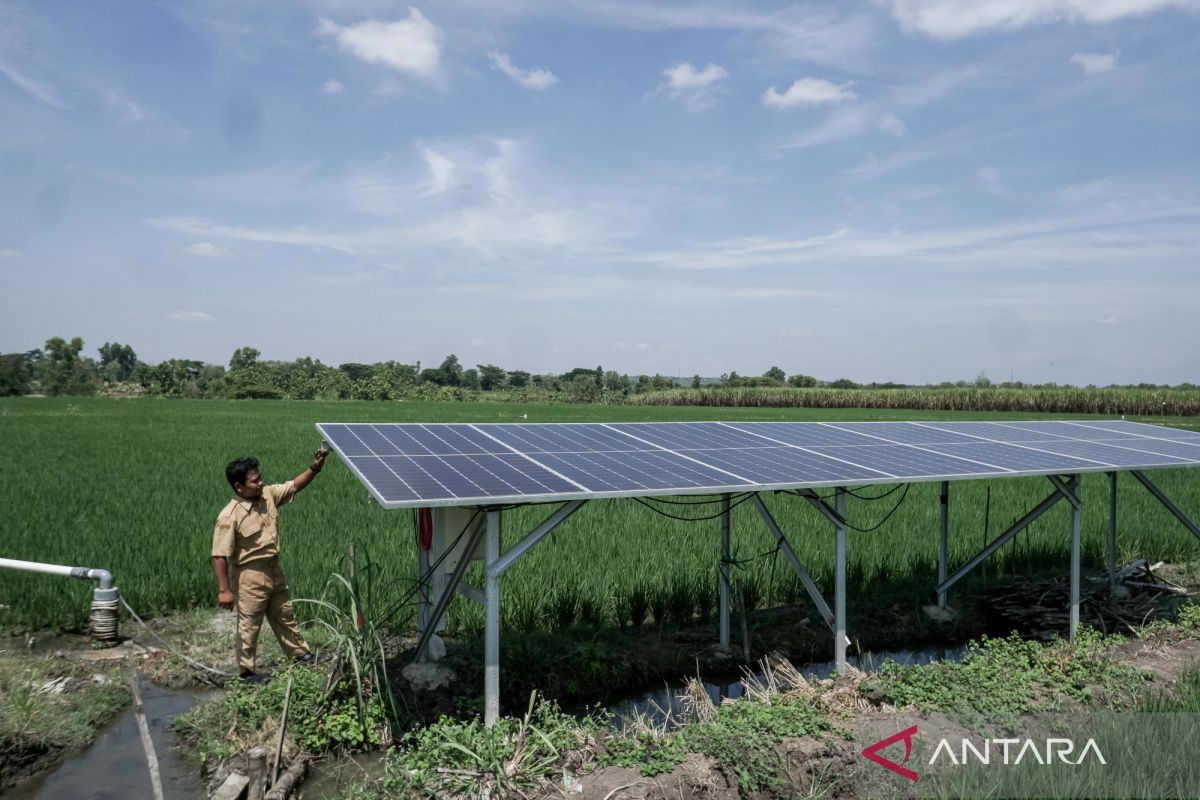 Mengamankan ekonomi dan produksi pangan nasional saat El Nino