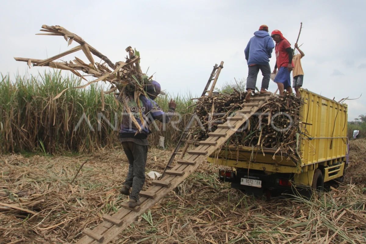 Kemenkop: Gula koperasi petani tebu dapat dipasarkan lewat KDKMP