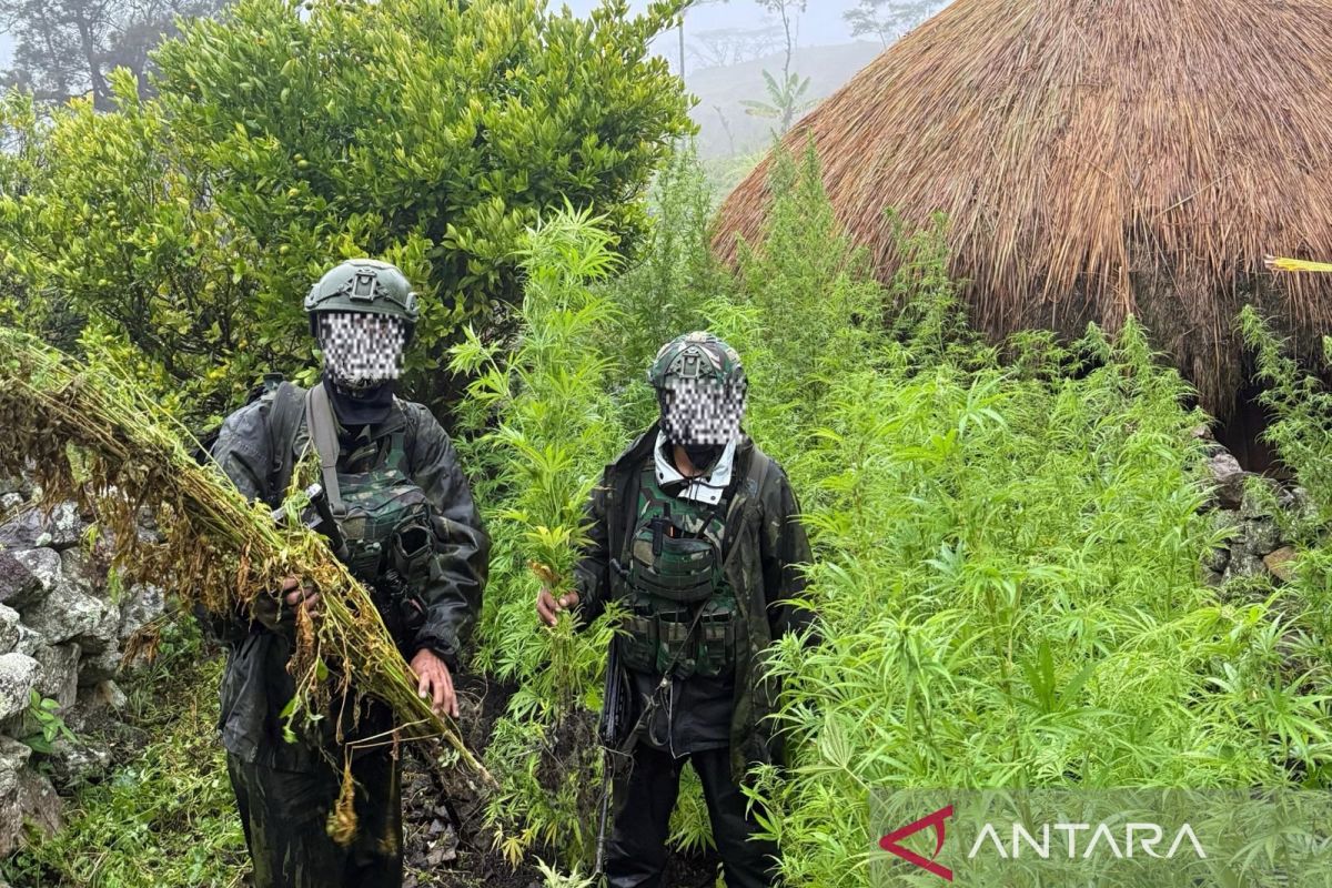 Koops Habema TNI ungkap keberadaan ladang ganja di Papua Pegunungan