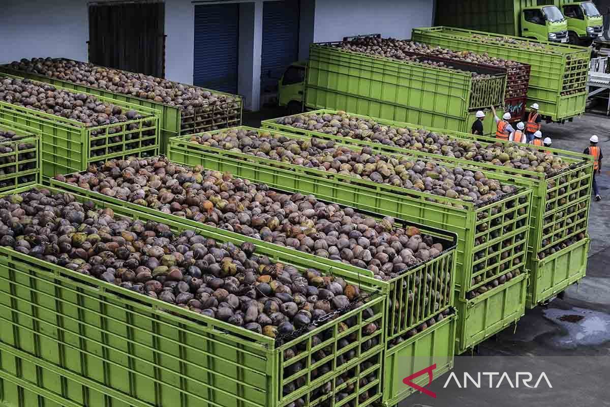 Kementan: 80 persen kebutuhan kelapa Malaysia dipasok dari Indonesia