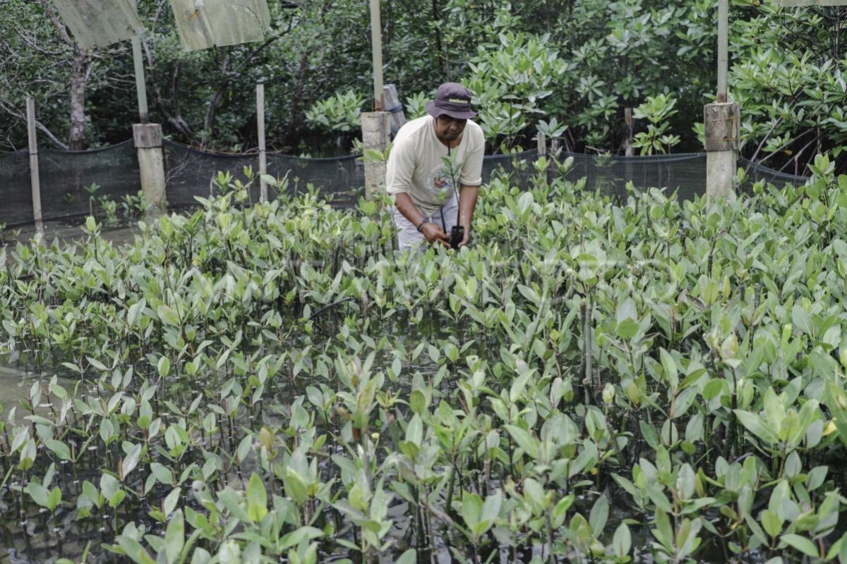 Pemerintah dorong UMKM masuk rantai pasok pariwisata Bintan
