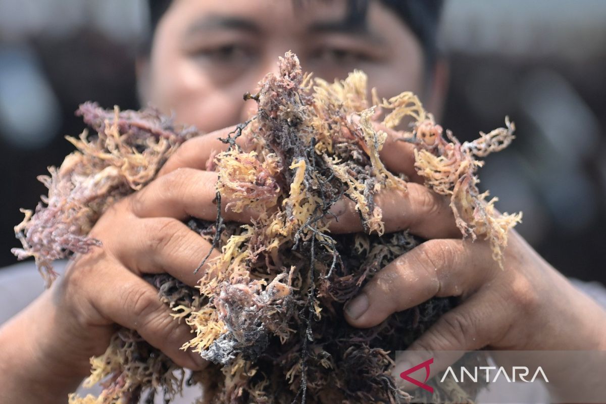 Rumput laut, penggerak ekonomi pesisir Sebatik Barat