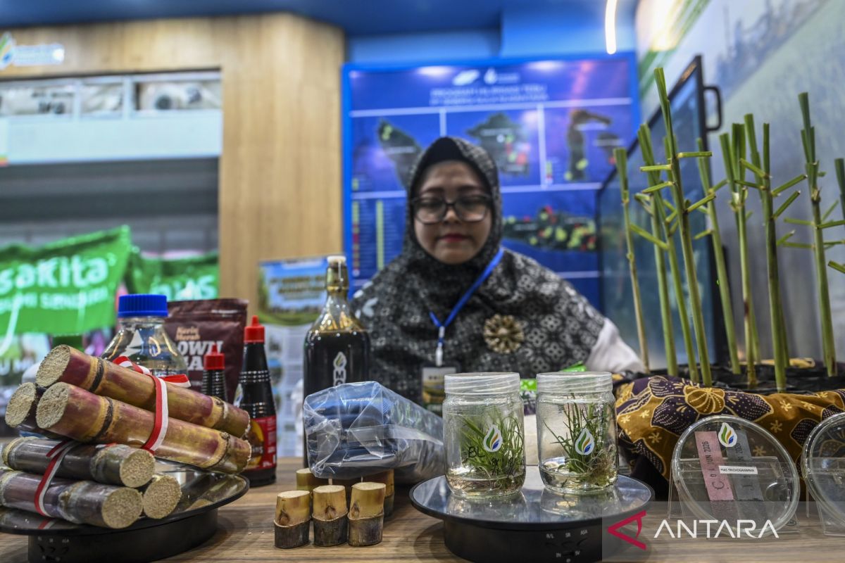 Pakar menilai harga bioetanol dari sorgum akan lebih kompetitif