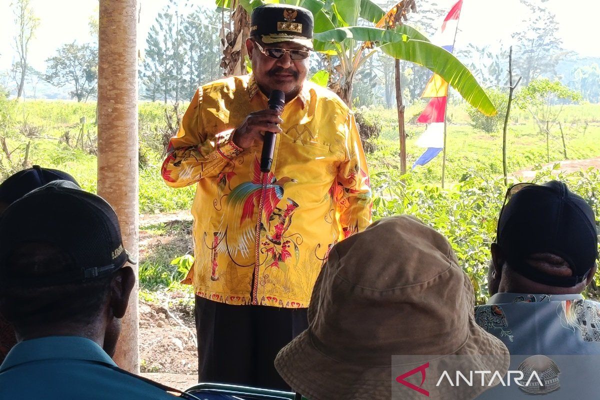 Papua Pegunungan siapkan Pergub lindungi hasil tani sayuran lokal